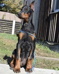 The search tool above returns a list of breeders located. Hot Heard Is A Spirited And Strong Doberman Active And Energetic He Really Impresses When Outside Doberman Puppies For Sale Puppies For Sale Puppies