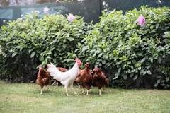 how-do-you-chicken-proof-your-garden