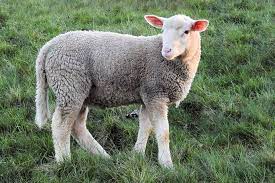 do sheep have tails peta2