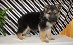 My husband has had german shepherds in the past but all he remembers is getting them from a. German Shepherd Puppies For Sale Virginia Beach Va 223809