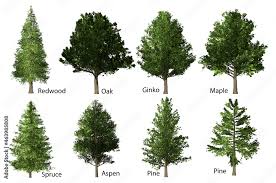 eight kinds of rate forest trees