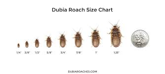 Dubia Roaches For Sale Dubiaroaches Com