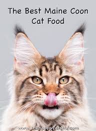 best cat food for maine cats