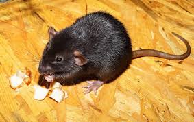 Diy Rat Removal Organic Pest Control Nyc