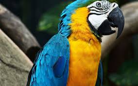 macaw parrot wallpapers wallpaper cave