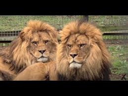 A big cat, panthera leo, native to africa, india and formerly to much of. Meet Rock And Roar The Living Cousins Of The Extinct Barbary Lion Youtube