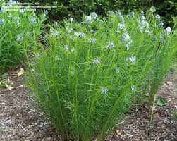 Amsonia hubrichtii is native to eastern oklahoma and arkansas. Blue Star Schaduwtolerante Vaste Planten Tuinplanten Planten
