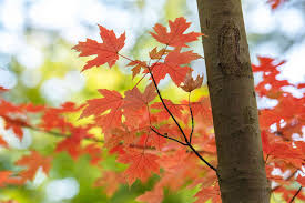 autumn blaze maple trees