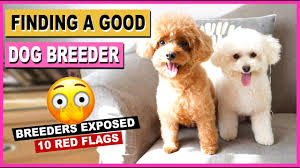 dog breeder my 10 red flags in dog