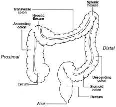 large intestine anatomy function