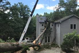 Expert recommended top 3 tree services in alexandria, virginia. Tree Removal Tree Trimming In Arlington Fairfax Va Jl Tree Service