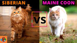 siberian cat vs maine cat which