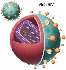  Cấu tạo của virut HIV