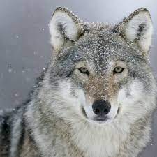 But wolves and humans have a long. Belgium S First Sighted Wolf In A Century Feared Killed By Hunters Wildlife The Guardian