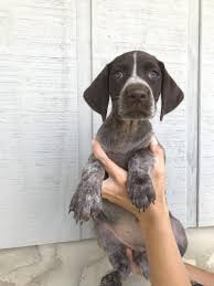 They are also part of our family. Akc German Shorthaired Pointer Pups