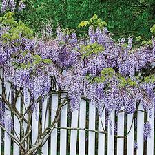 Plant in spring or early fall to give plants the best start. Beautiful Blue Moon Wisteria Vine Potted Plant 2 3 Tall Bushes Shrubs Home Garden