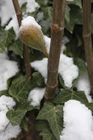 Fig Cold Protection Tips For