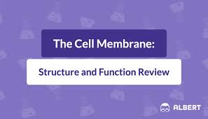 cell membrane review structure and