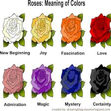 specific colors of roses by miha