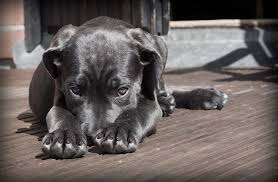 why do dogs bite their feet and nails
