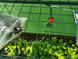 diy irrigation self watering system for