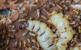 the 3 best termite treatment control