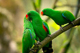 green parrots images browse 1 315