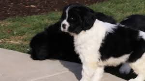 May, thirteen, two thousand nine. Newfoundland Mix Puppies For Sale Youtube