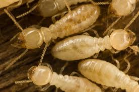 termites live catseye pest control