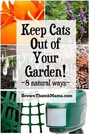 keep cats out of your garden