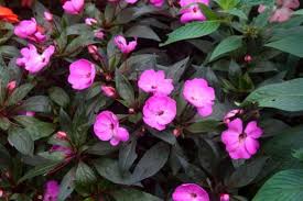 New guinea impatiens (impatiens hawkeri) is a fairly new type of impatiens that offers quite a few benefits over the traditional elfin (impatiens walleriana) variety. What Is The Difference Between Regular Impatiens And New Guinea Impatiens Crocker Nurseries