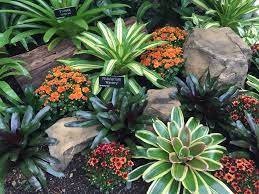 bromeliads wonders of the tropics and