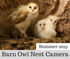 Barn Owl Nest Summer 2019
