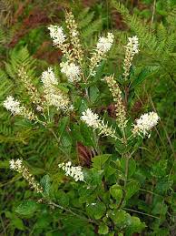 Maine Gardener Clethra Fragrant And