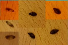carpet beetle larvae what s that bug