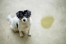 Dog Or Cat Urine Odor From Concrete