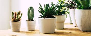 21 small indoor plants for apartment