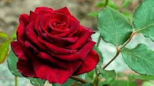 rose day stock video fooe for free