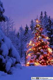 Colorful Christmas Tree In The Woods Hd Wallpaper Download