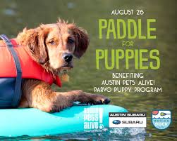 Located in austin, texas, where our canines can grow up to be beautiful, healthy, active golden retrievers who are very well loved, trained, and bred. Paddle For Puppies In Austin At Rowing Dock