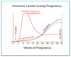 Hormone Levels During Pregnancy Chart Www
