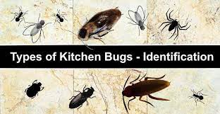 14 types of kitchen bugs with pictures