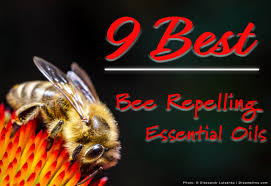 You should note, though, that bees are attracted to lavender (and these nine other plants). Use These 10 Essential Oils To Keep Bees Away Humanely Pest Pointers Tips For At Home Pest Control