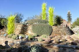 visiting the desert botanical gardens