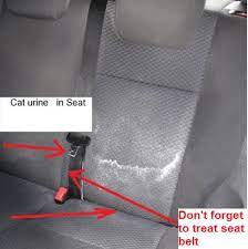 remove cat smell out of a car seat