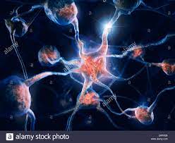 Red de neuronas y conexiones neuronales, las células del cerebro, la  ciencia conceptual ilustración 3D Fotografía de stock - Alamy