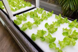 best hydroponics planter outdoor kits