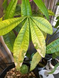 Make sure you pinch and trim the tree regularly so it stays healthy and grows beautifully. Money Tree Struggling Leaves Turning Yellow And Falling What S Happening Indoorgarden
