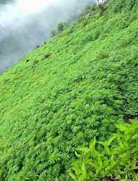 Wild Cannabis growing in the Himalayas. : rSatisfyingasfuck