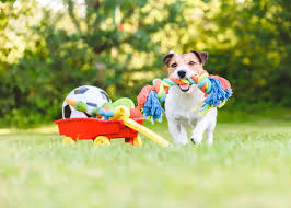 Pet Proof Your Yard 10 Ways To Keep